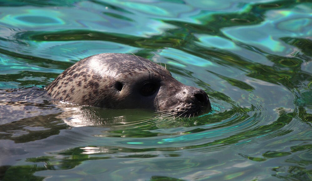Lizard Peninsula Holiday: Seal